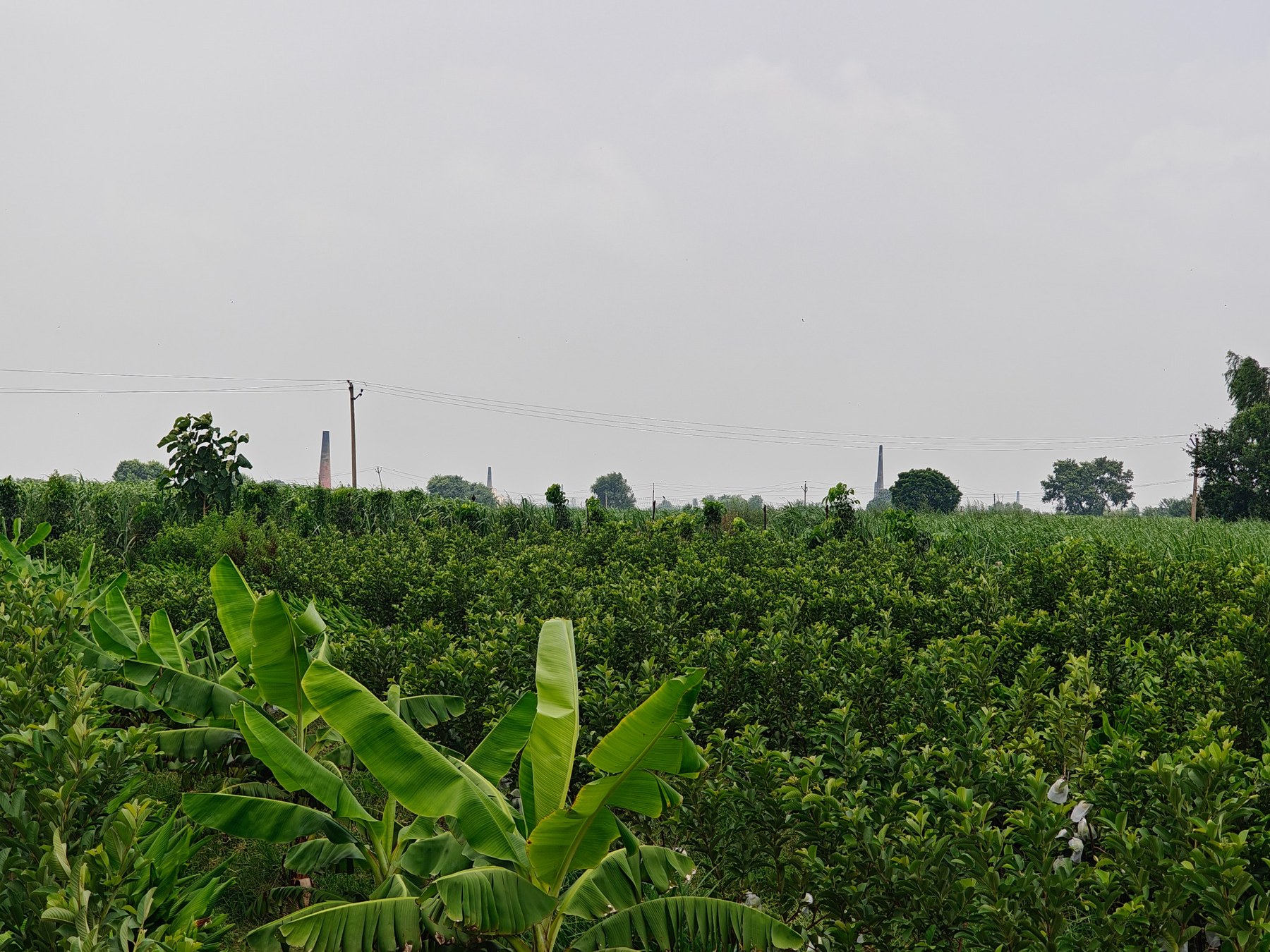 Farm landscape