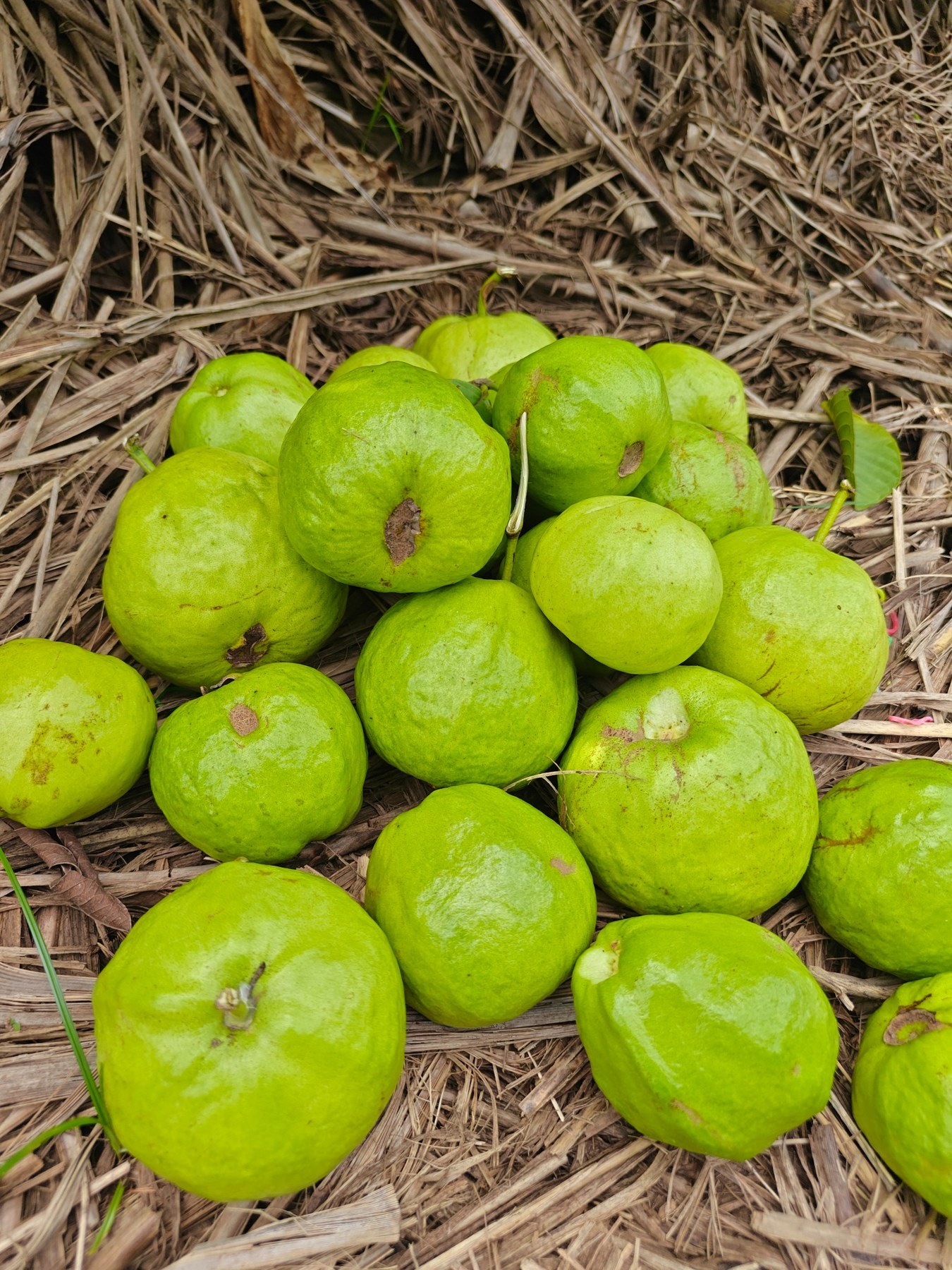 Fresh guavas harvested at the farm