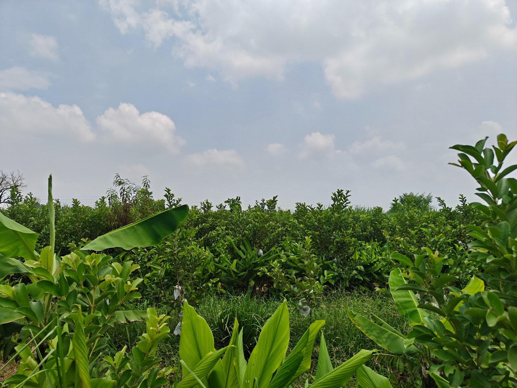 Lemon plants and orchard at the farm
