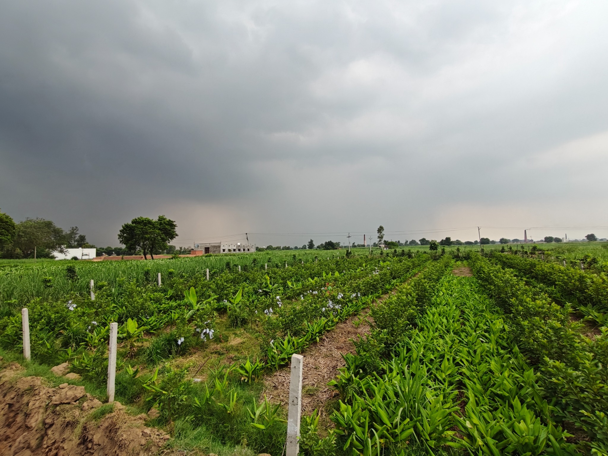 Turmeric crop growing at Dhankhar Organic Farms
